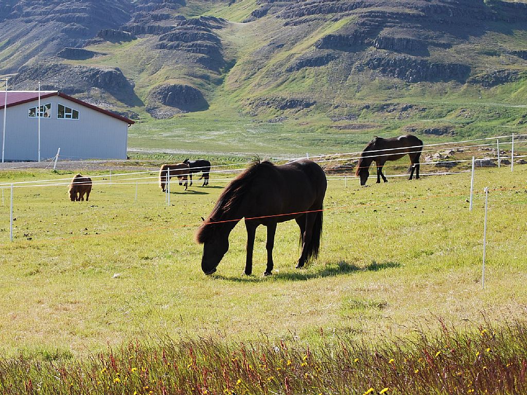 Söðulsholt Cottages