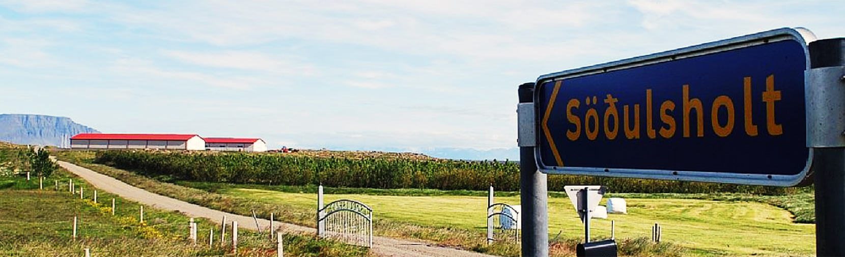 Horse Farm on Snæfellsnes Peninsula, Iceland